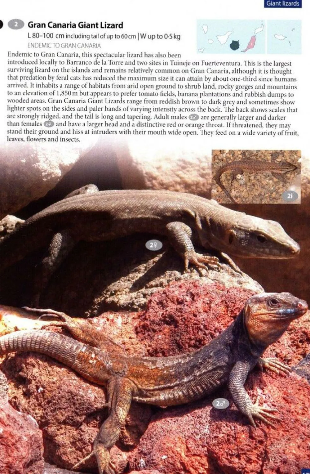 Boeken Overig Natuurgidsen|Spanje & Portugal|Wildlife of Madeira & The Canary Islands