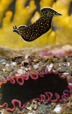 John Beaufoy Zuidoost-Azië|Afrika|Tropical Marine Life of the Indo-Pacific Region