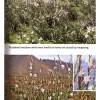 John Beaufoy Natuurgidsen|Spanje & Portugal|Wild flowers of the Mediterranean