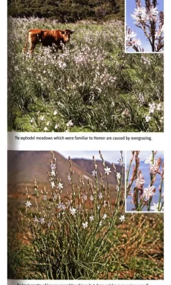 John Beaufoy Natuurgidsen|Spanje & Portugal|Wild flowers of the Mediterranean