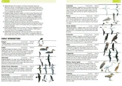 Struik Natuurgidsen|Afrika|Vogelgids Birds of the Indian Ocean